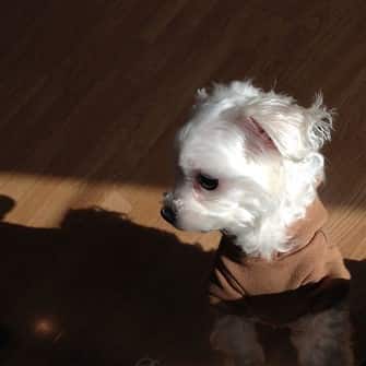 maltese-is-a-tiny-size